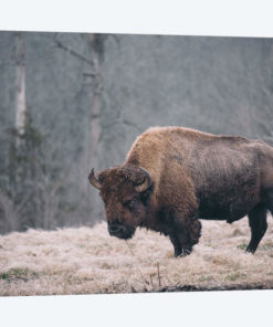 Solitary Bison II