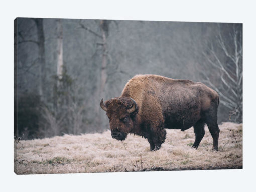 Solitary Bison II