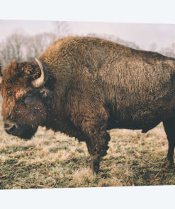 Solitary Bison IV