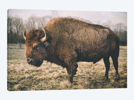Solitary Bison IV
