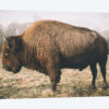 Solitary Bison V