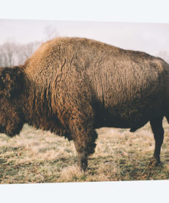 Solitary Bison V