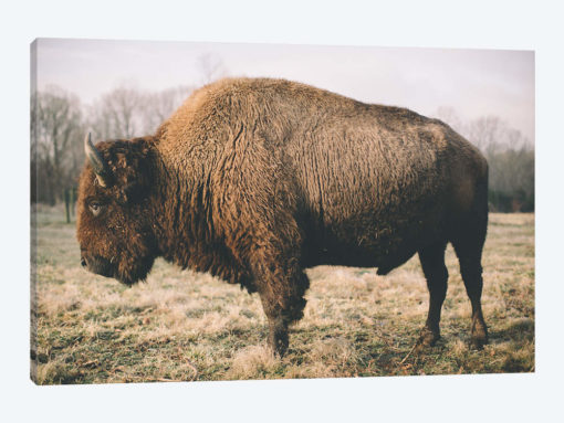 Solitary Bison V