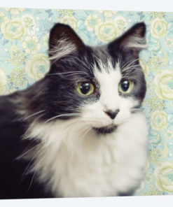 Cat on Paisley
