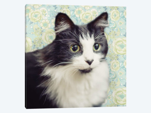 Cat on Paisley