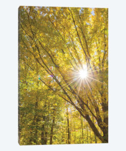 Autumn Foliage Sunburst I