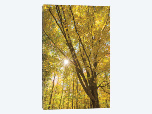 Autumn Foliage Sunburst II