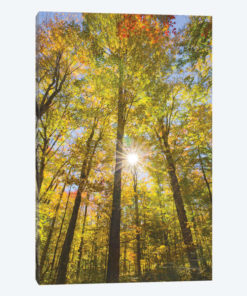 Autumn Foliage Sunburst III