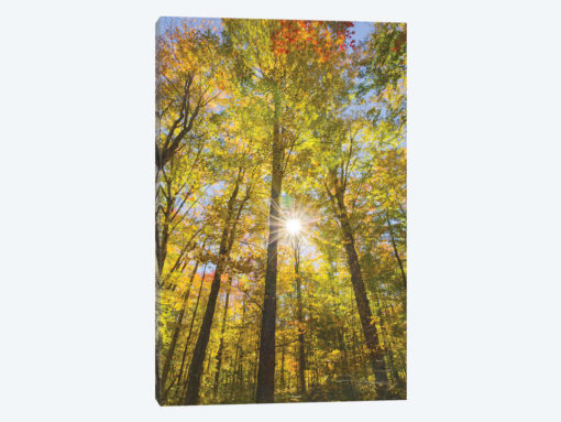 Autumn Foliage Sunburst III