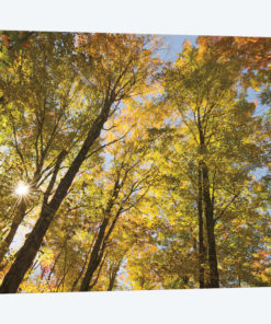 Autumn Foliage Sunburst IV
