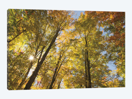 Autumn Foliage Sunburst IV