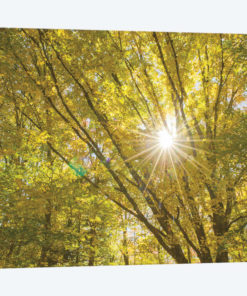 Autumn Foliage Sunburst V