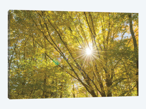 Autumn Foliage Sunburst V
