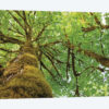 Big Leaf Maple Trees I