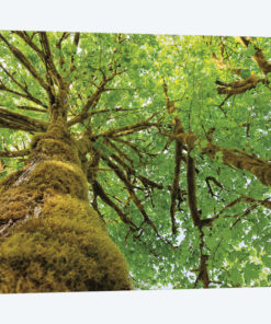 Big Leaf Maple Trees I