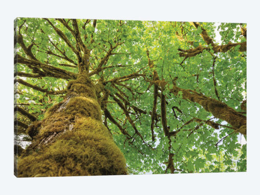 Big Leaf Maple Trees I