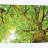 Big Leaf Maple Trees II