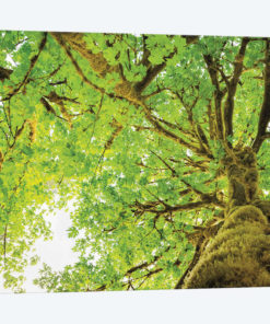 Big Leaf Maple Trees II