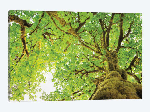 Big Leaf Maple Trees II