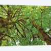 Big Leaf Maple Trees III