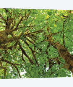 Big Leaf Maple Trees III