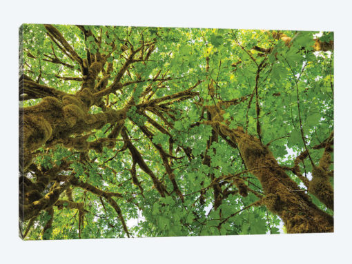 Big Leaf Maple Trees III