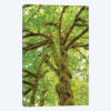 Big Leaf Maple Trees IV