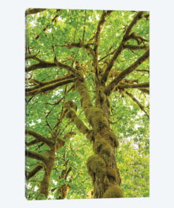 Big Leaf Maple Trees IV