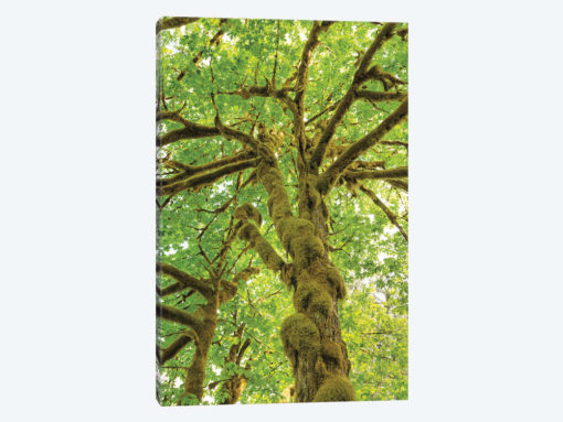 Big Leaf Maple Trees IV