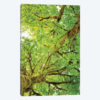 Big Leaf Maple Trees V