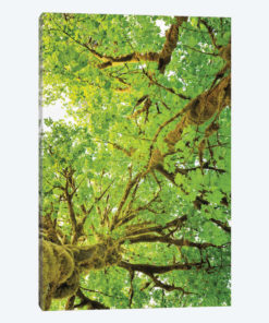 Big Leaf Maple Trees V