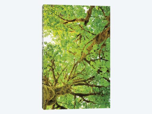 Big Leaf Maple Trees V