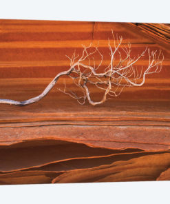 Coyote Buttes III