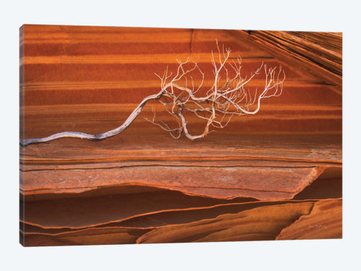Coyote Buttes III
