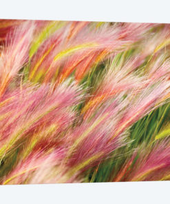 Foxtail Barley I
