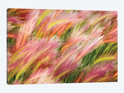 Foxtail Barley I