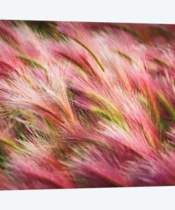 Foxtail Barley II