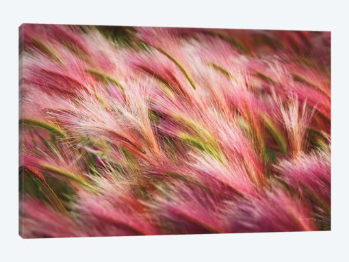 Foxtail Barley II