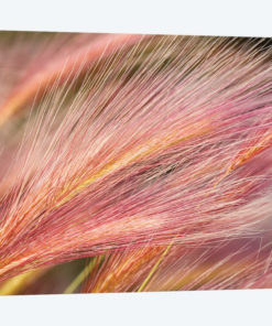 Foxtail Barley III