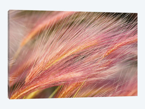 Foxtail Barley III