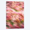 Foxtail Barley IV
