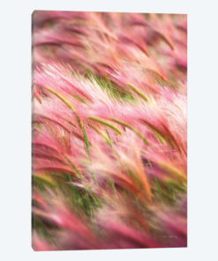 Foxtail Barley IV