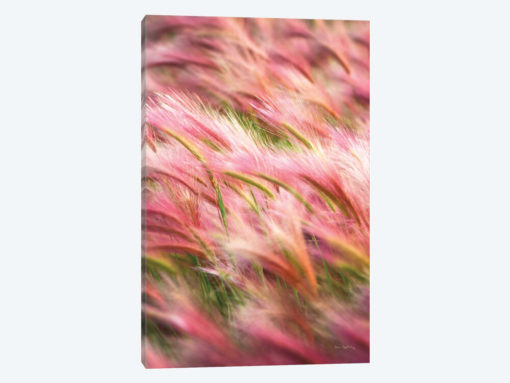 Foxtail Barley IV