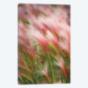 Foxtail Barley V