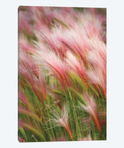 Foxtail Barley V