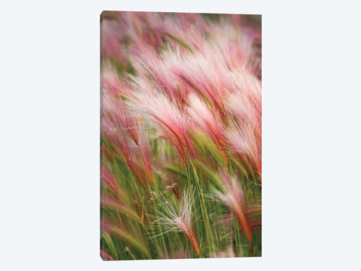 Foxtail Barley V