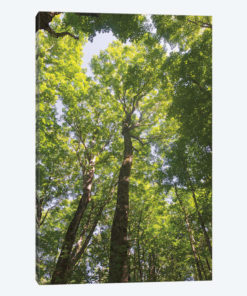 Hardwood Forest Canopy I