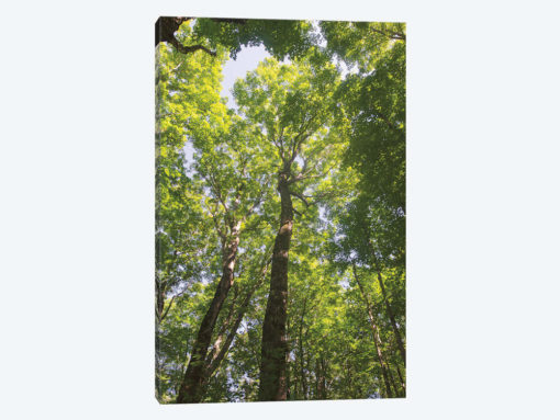 Hardwood Forest Canopy I