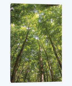 Hardwood Forest Canopy II
