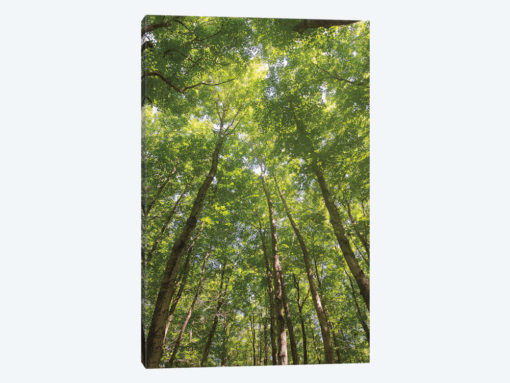 Hardwood Forest Canopy II